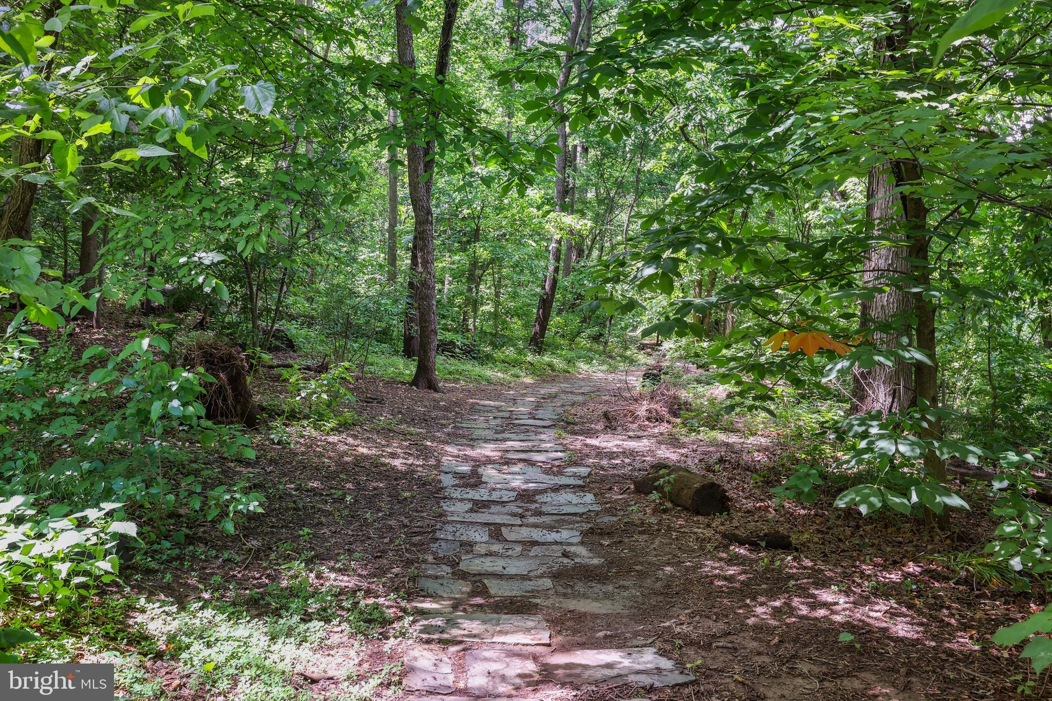 2600 16th Street South, Unit 711 Arlington, VA 22204 - Photo 27 of 27 a view of a forest with trees in the background