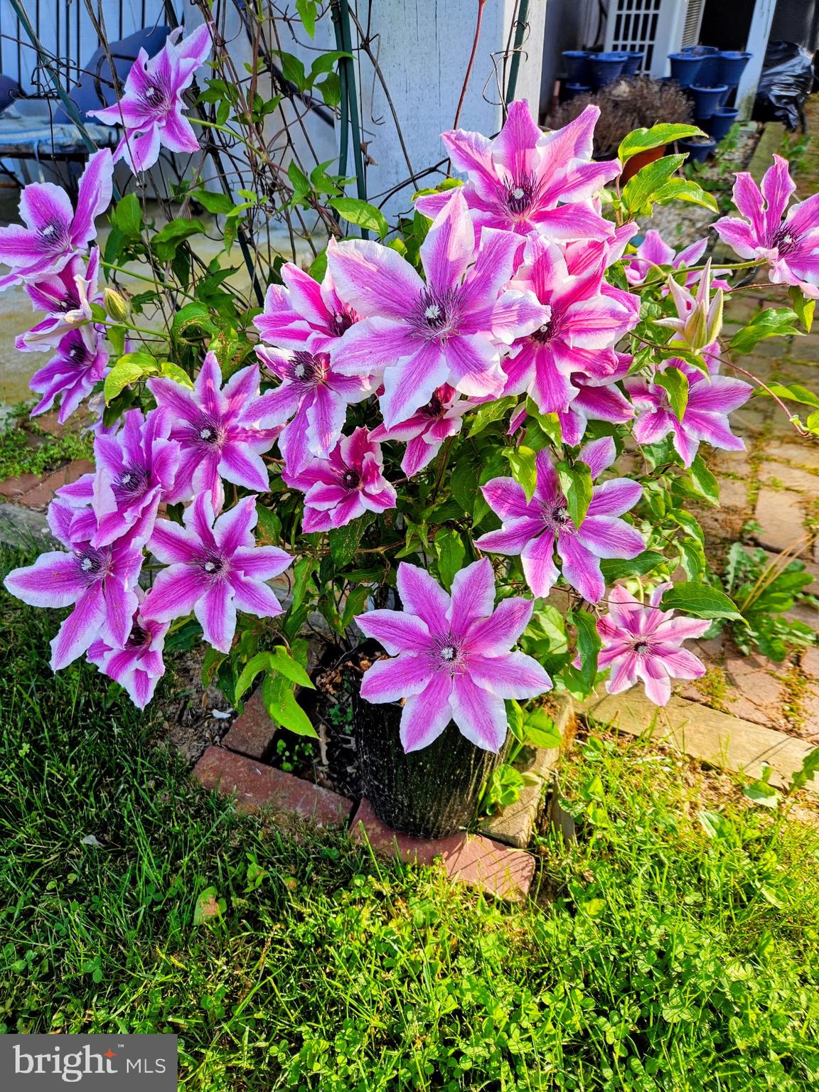 929 North Manor Road Honey Brook, PA 19344 - Photo 41 of 56 a view of a flower