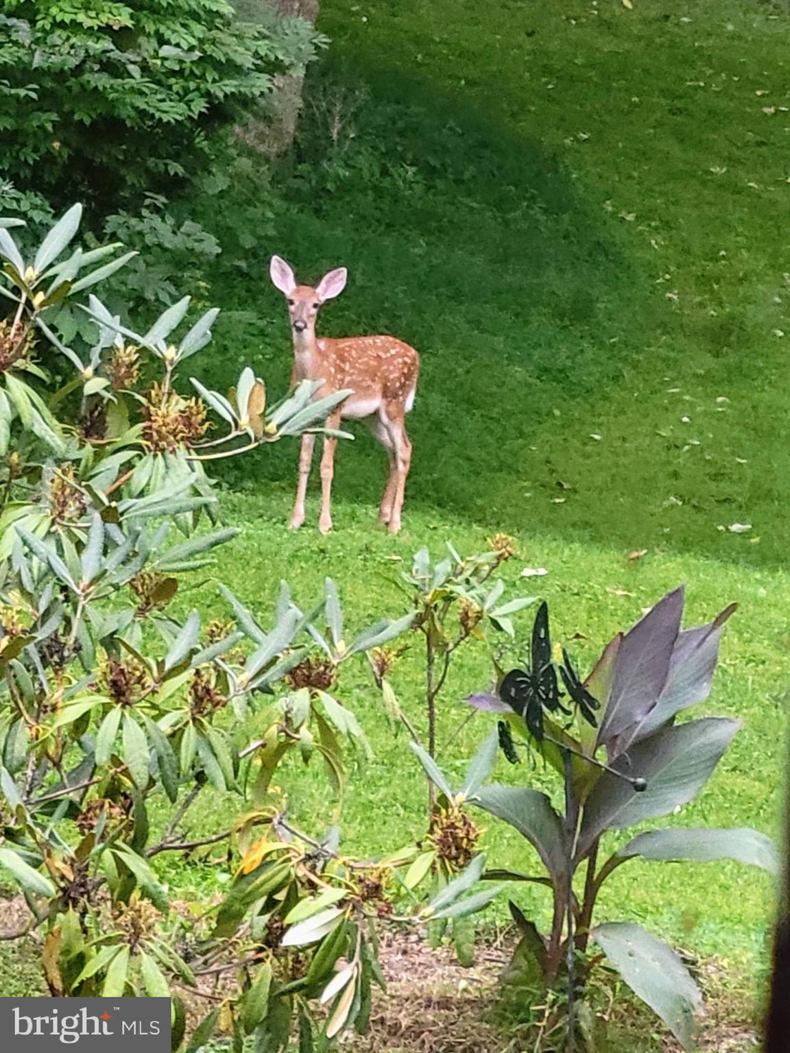 929 North Manor Road Honey Brook, PA 19344 - Photo 42 of 56 a backyard of a house with table and chairs
