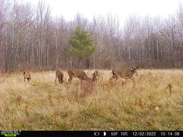 181 Gray Road Guilderland, NY 12009 - Photo 13 of 16 3b9c92da-fb7a-4eb7-bfa3-f490ff4b78a3