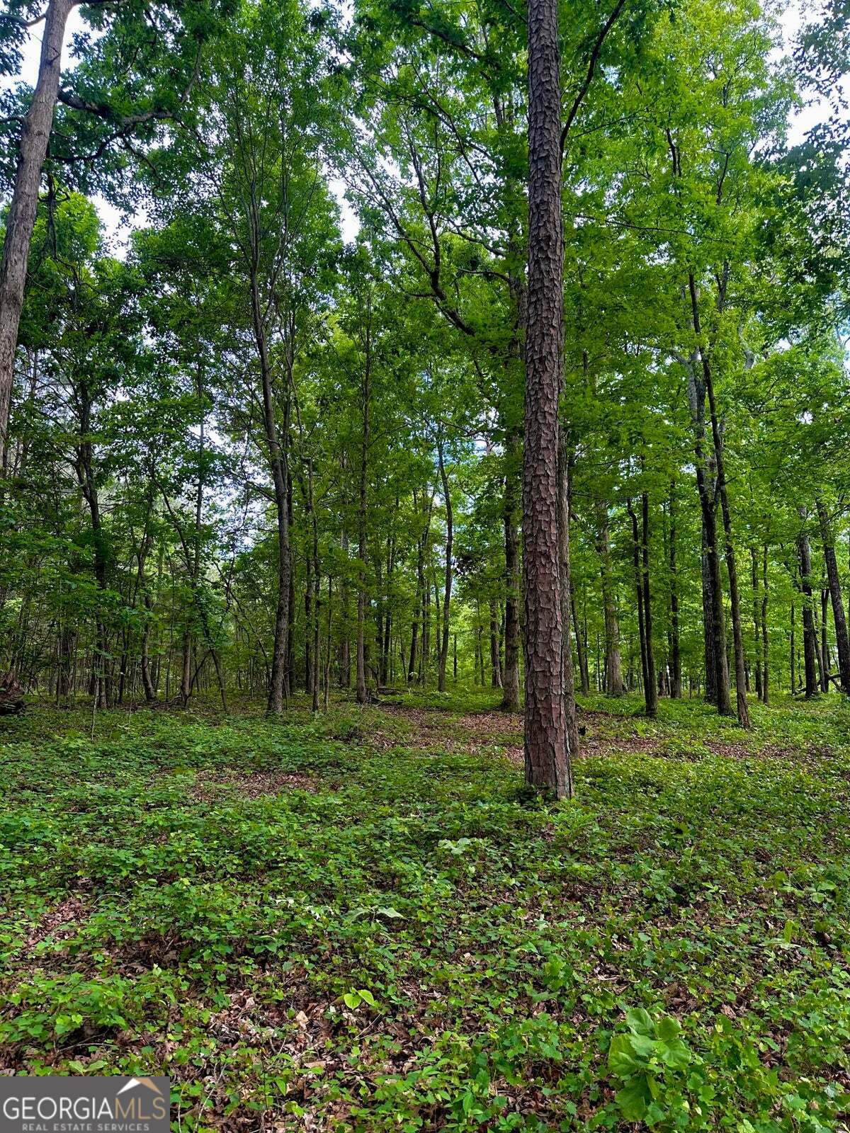 -tract 5 Highway 2 Dalton, GA 30721 - Photo 11 of 36 a big yard with lots of green space and trees