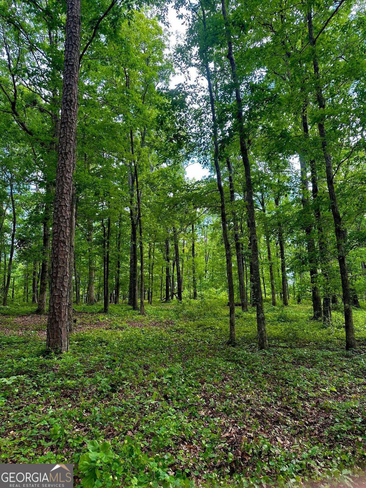 -tract 5 Highway 2 Dalton, GA 30721 - Photo 12 of 36 a view of a grassy field with trees in the background