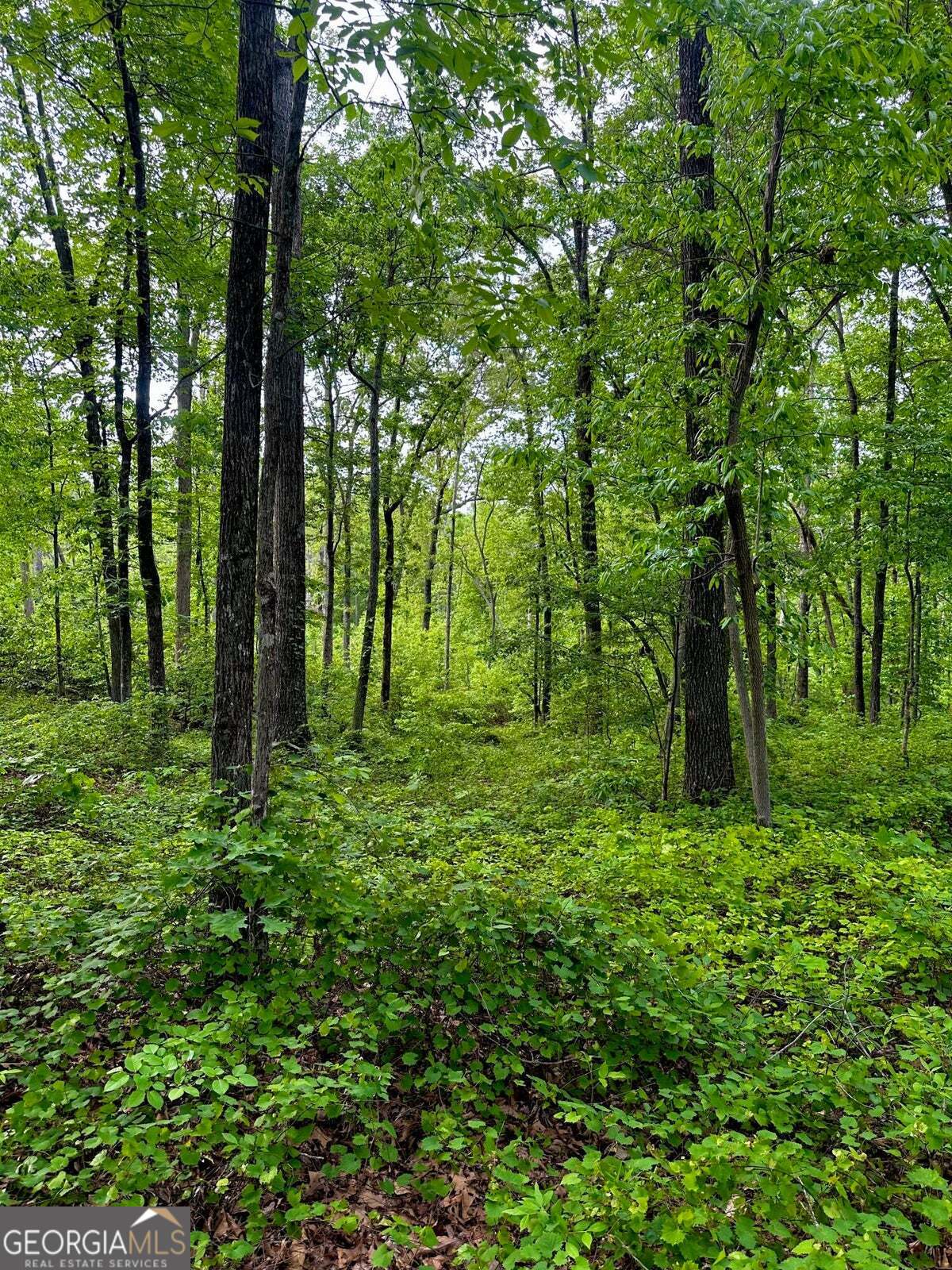-tract 5 Highway 2 Dalton, GA 30721 - Photo 13 of 36 a big yard with lots of green space and trees