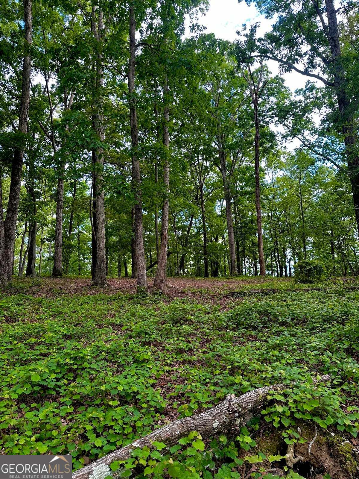 -tract 5 Highway 2 Dalton, GA 30721 - Photo 14 of 36 a view of a grassy field with trees in the background