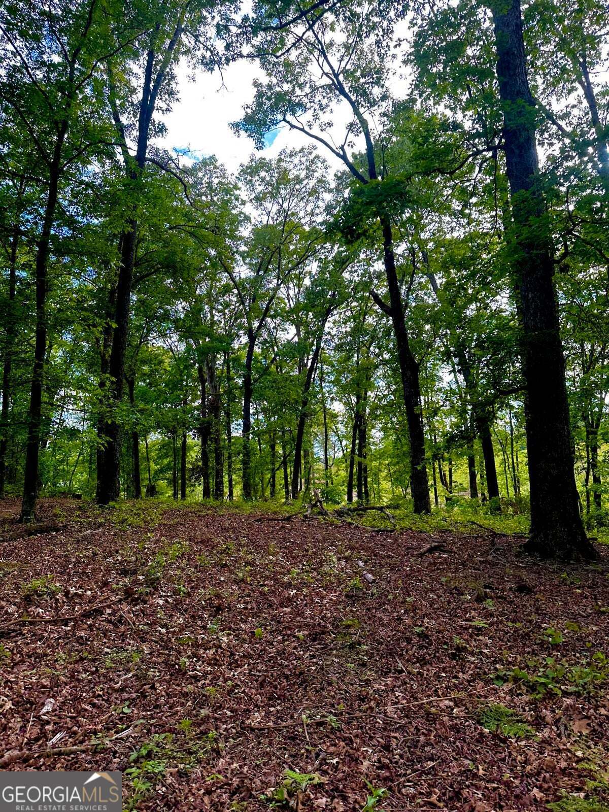 -tract 5 Highway 2 Dalton, GA 30721 - Photo 15 of 36 a view of a yard with trees