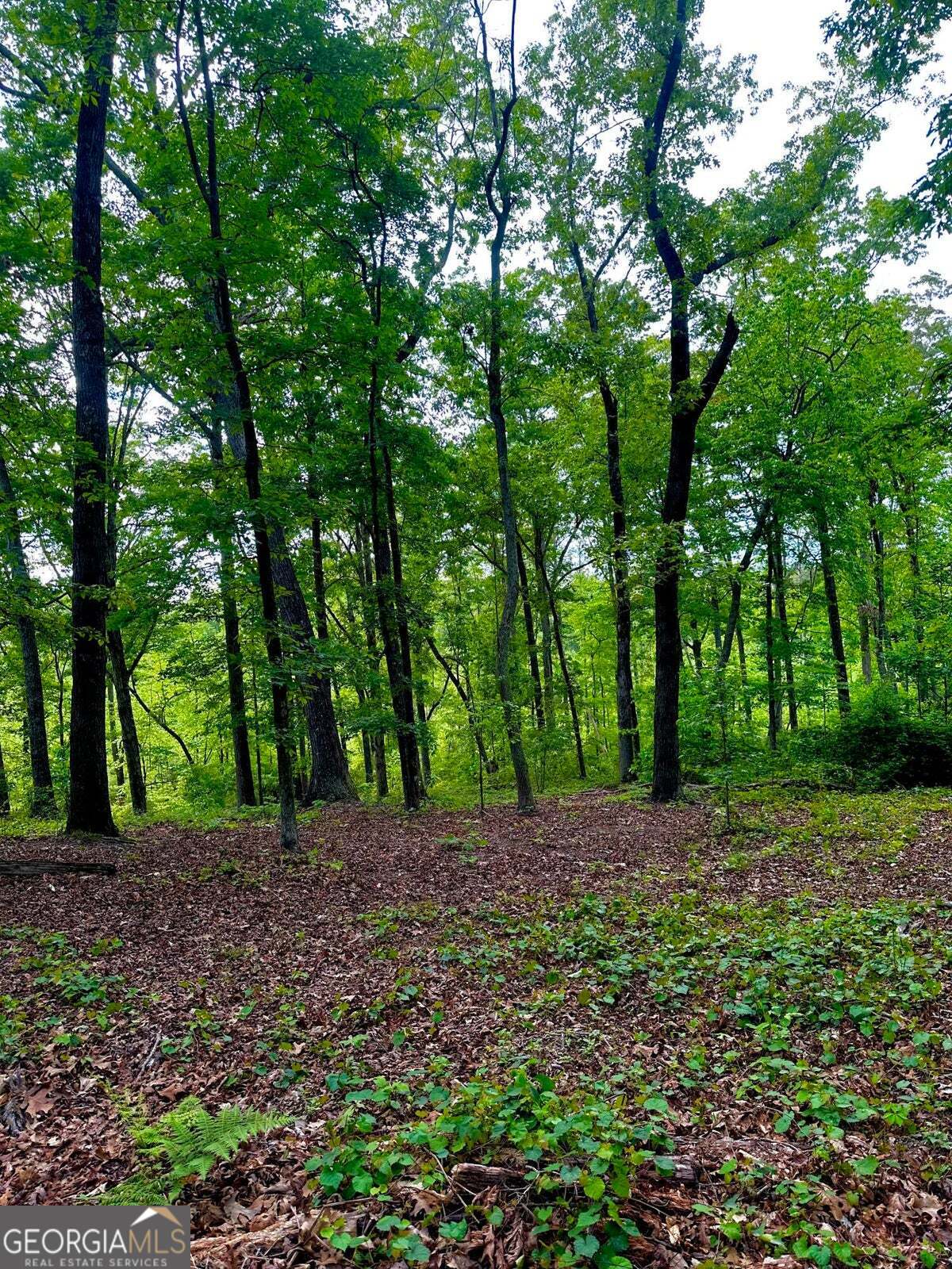 -tract 5 Highway 2 Dalton, GA 30721 - Photo 16 of 36 a view of a yard with trees
