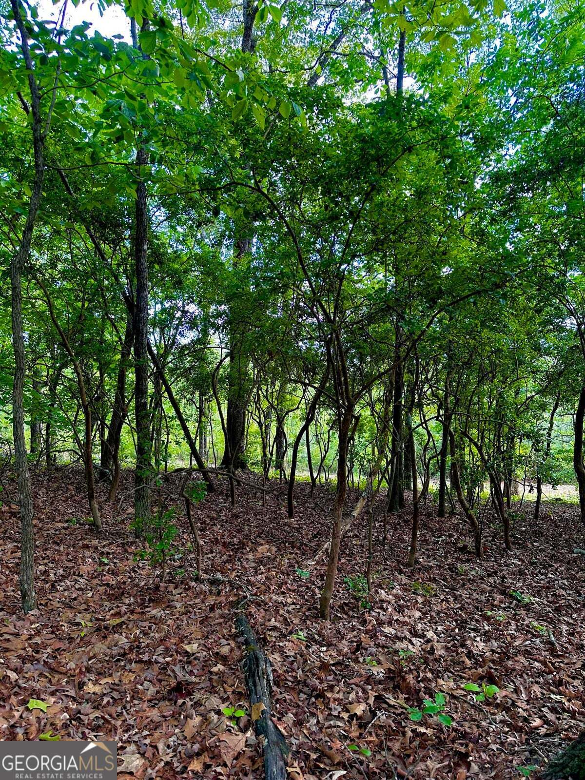 -tract 5 Highway 2 Dalton, GA 30721 - Photo 18 of 36 a view of a forest with trees in the background