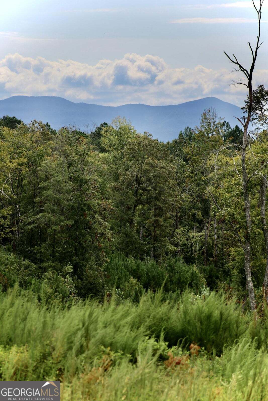 -tract 5 Highway 2 Dalton, GA 30721 - Photo 6 of 36 a view of a bunch of trees
