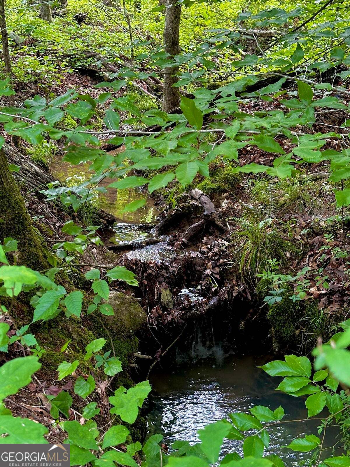 -tract 5 Highway 2 Dalton, GA 30721 - Photo 10 of 36 a plant with lots of trees