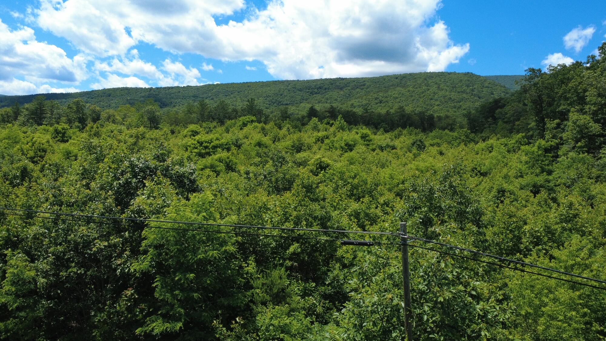 0 Craig Creek Road Eagle Rock, VA 24085 - Photo 22 of 25 a view of a green field with lots of trees