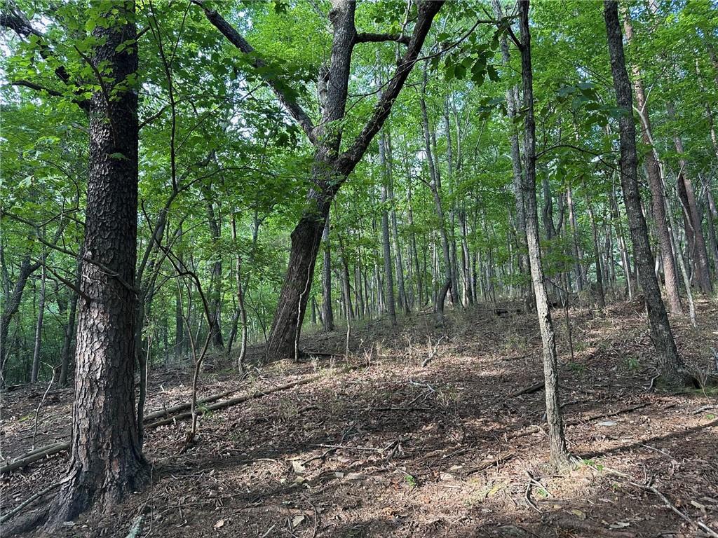 Lt1321 Coachwhip Trail Jasper, GA 30143 - Photo 5 of 28 a view of a forest