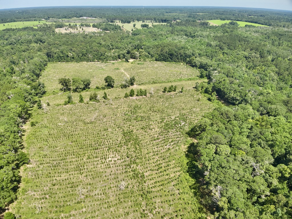 60-acres Hutton Road Hartford, AL 36344 - Photo 22 of 31