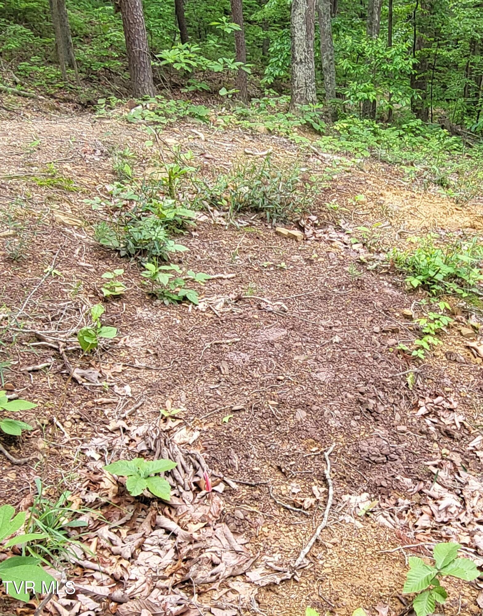 2065 Dyer Hollow Road Mohawk, TN 37810 - Photo 6 of 8 20250509_113511~2