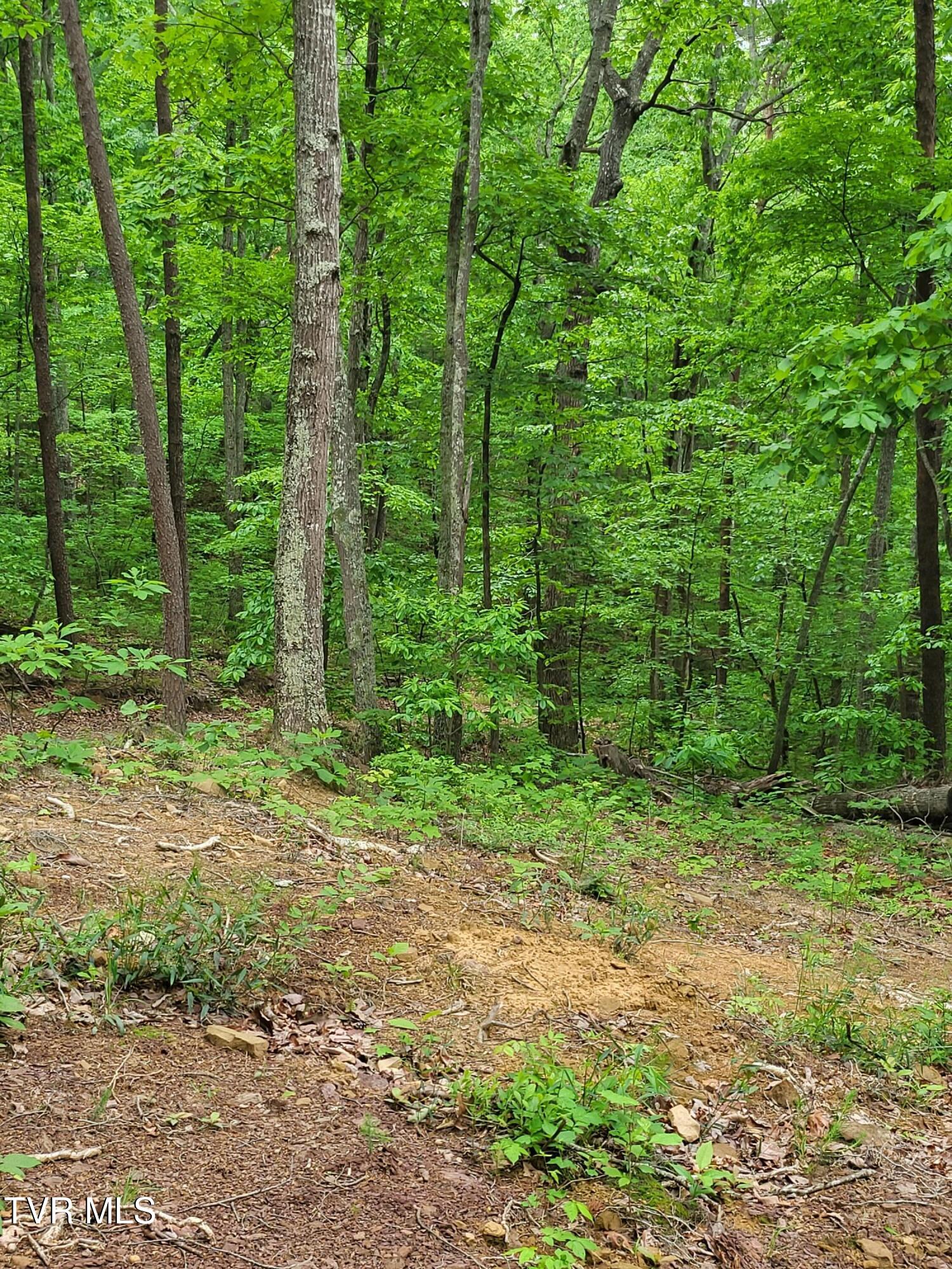 2065 Dyer Hollow Road Mohawk, TN 37810 - Photo 8 of 8 20250509_113552