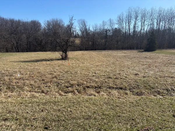 a view of backyard with tree