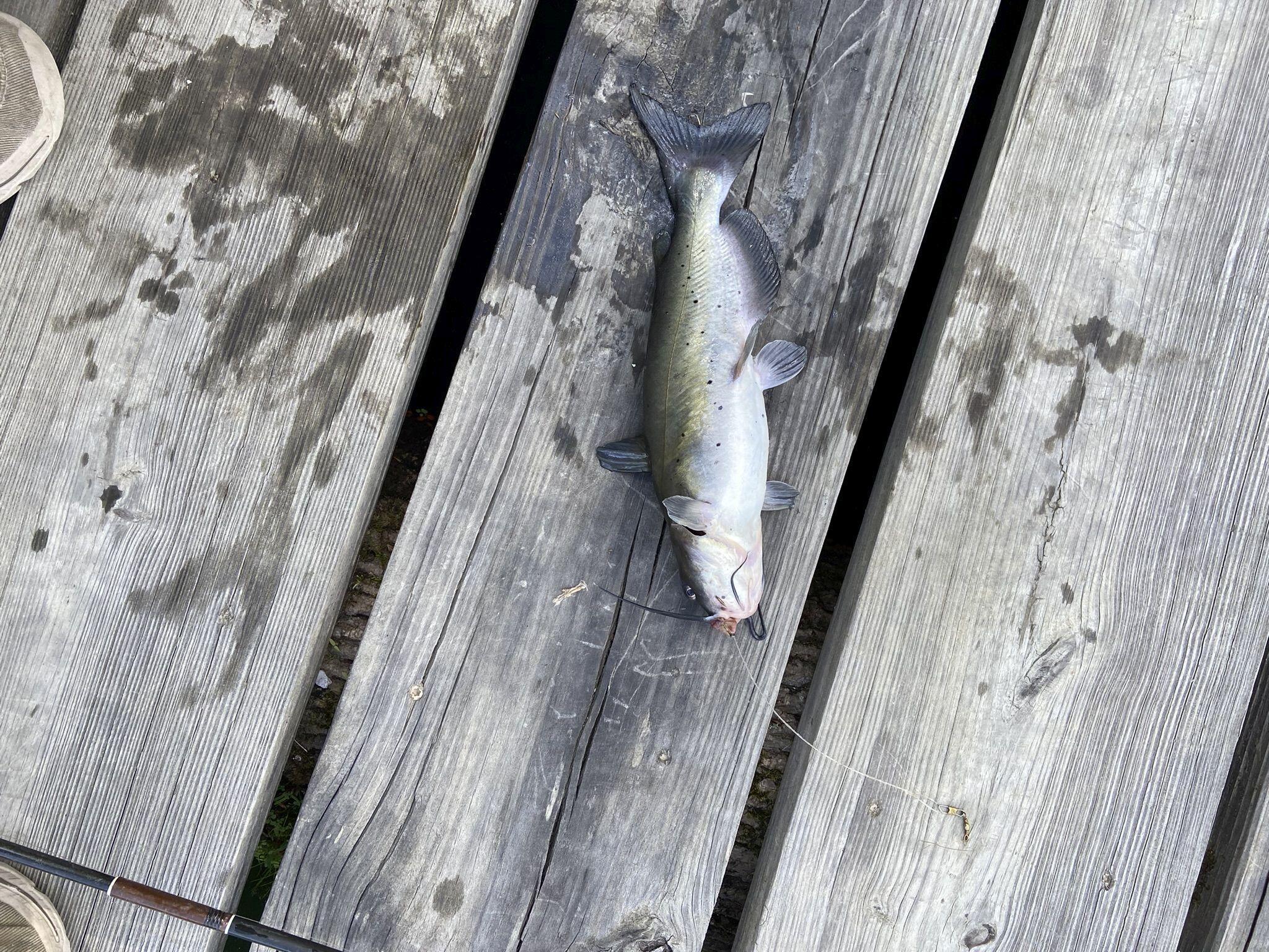 3425 Fitchburg Road Ravenna, KY 40472 - Photo 65 of 76 Fitchburg 3rd fish
