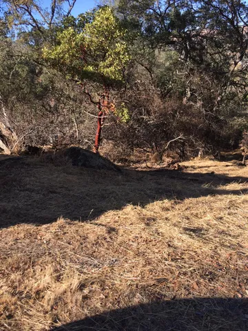 a view of a lake from a yard
