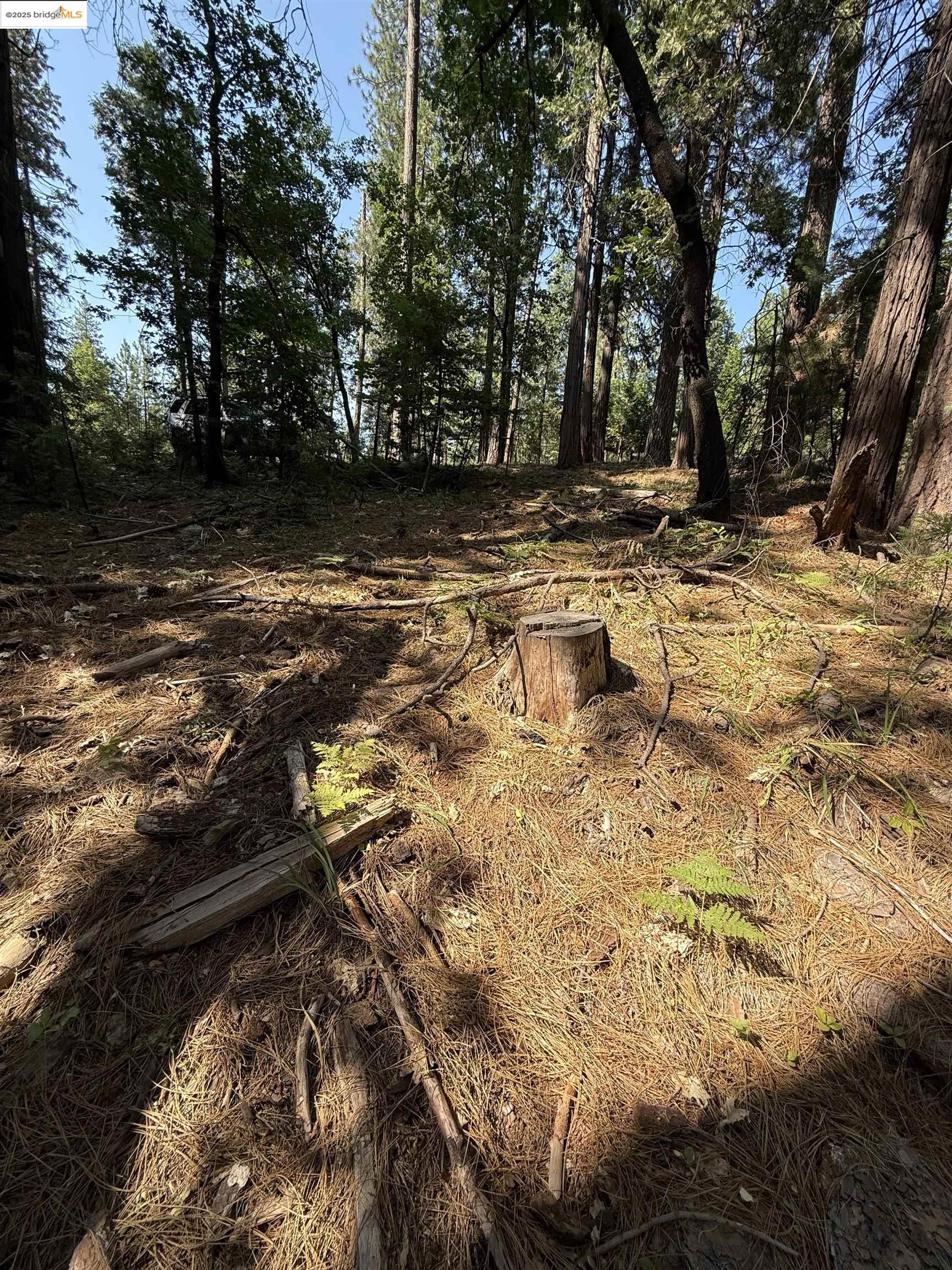 View of local wilderness