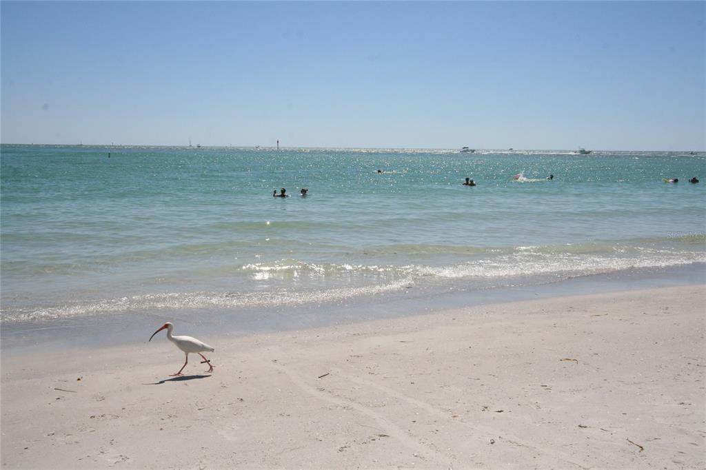 514 Brandon Avenue Clearwater, FL 33765 - Photo 56 of 67 a view of a beach