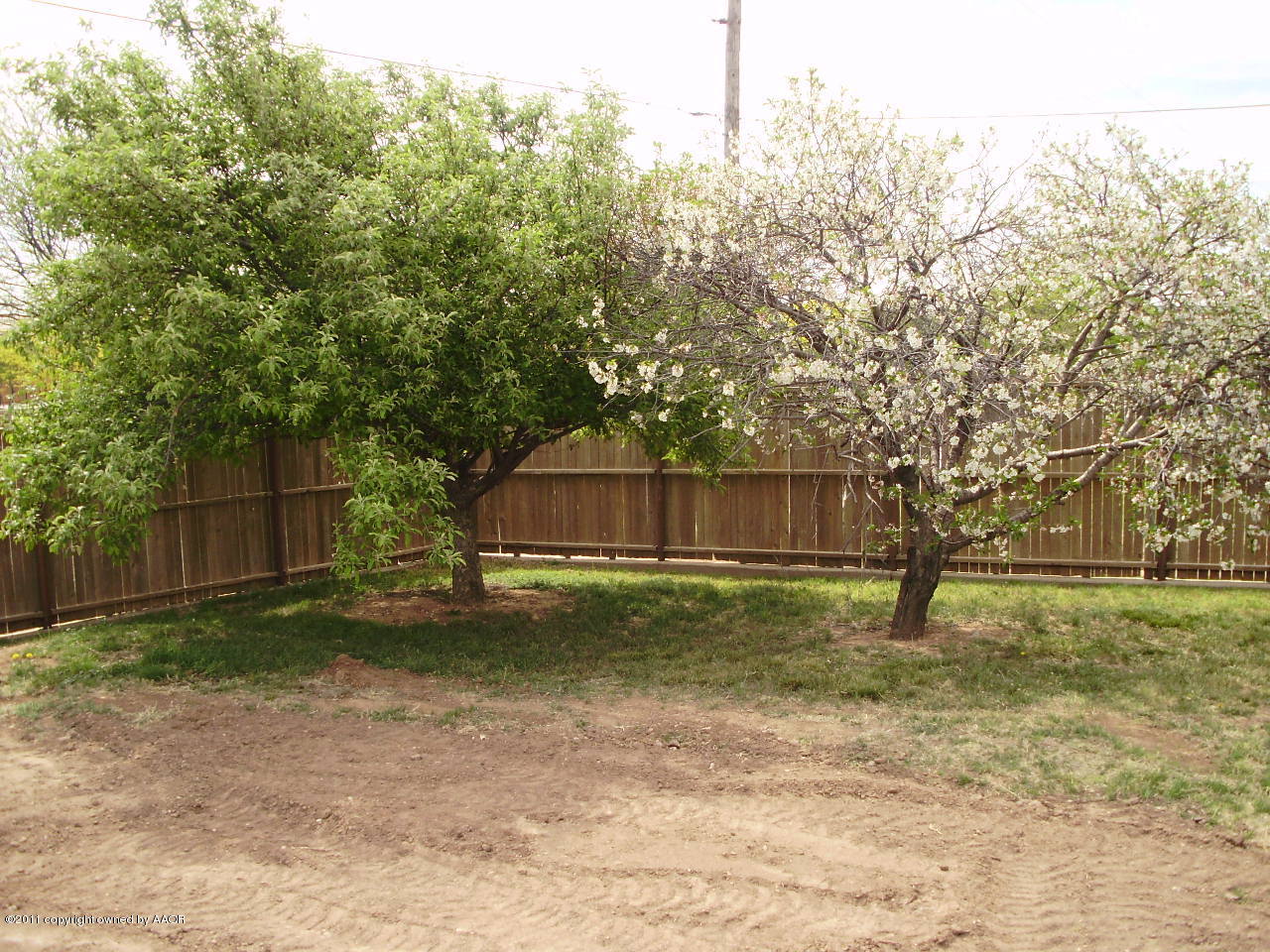 8701 Circle Drive Amarillo, TX 79110 - Photo 18 of 19 Trees in Back Yard