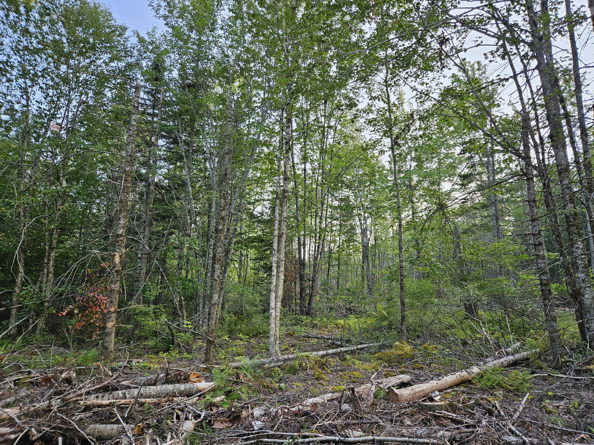 38 Bog Hill Road Searsport, ME 04974 - Photo 10 of 18 20230901_174612