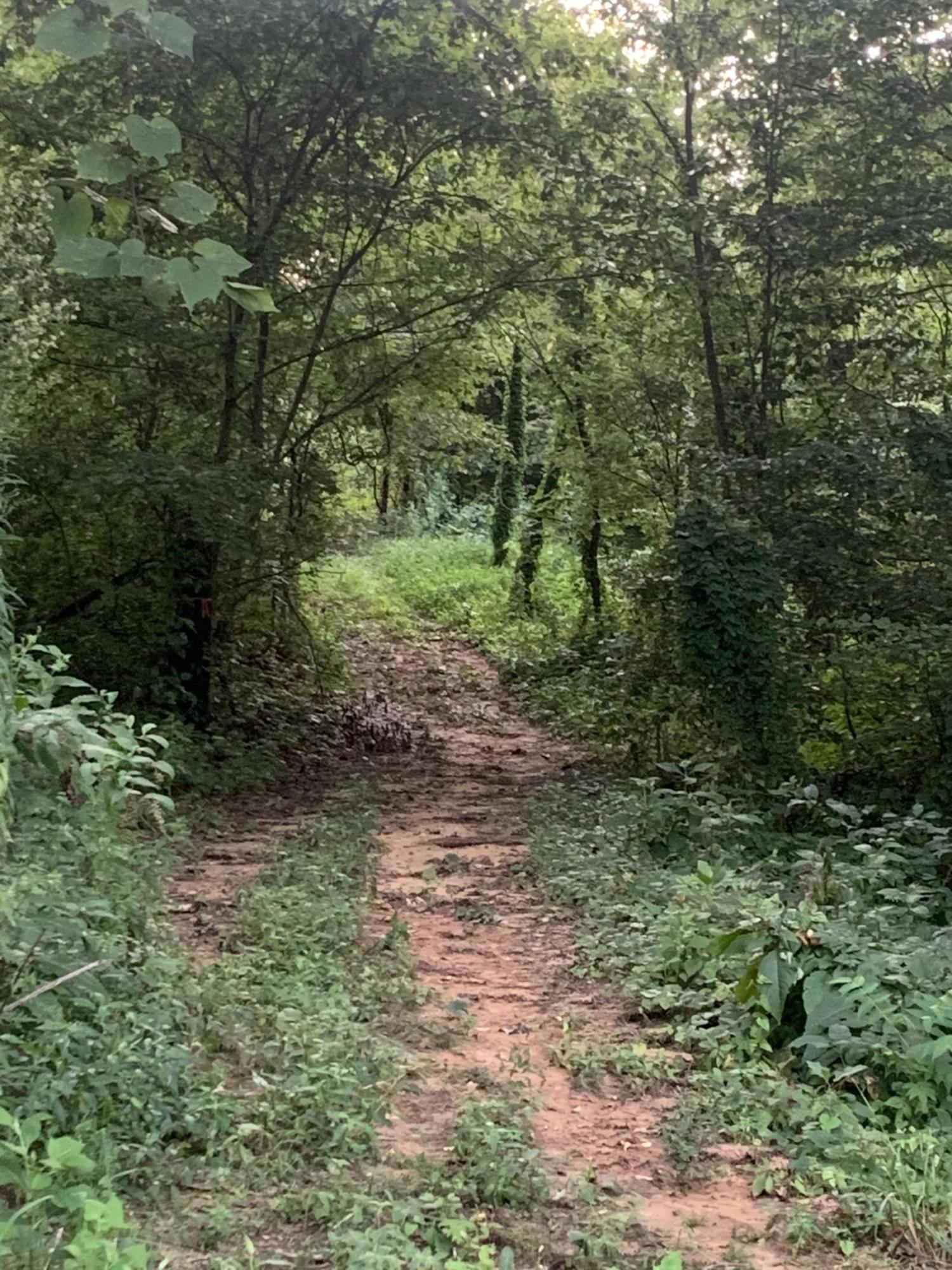 Lot 4 Keller Road, Unit 4 Afton, TN 37616 - Photo 3 of 14 Drive to build site