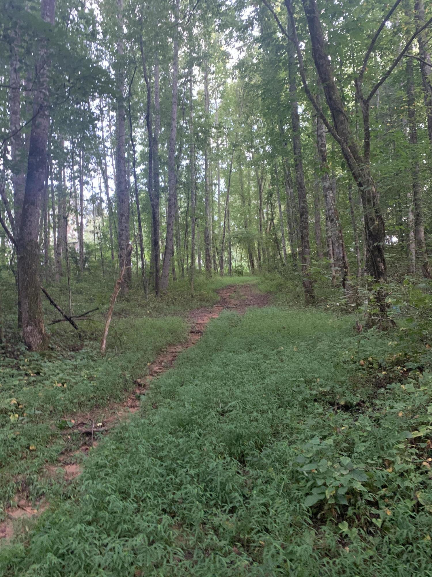Lot 4 Keller Road, Unit 4 Afton, TN 37616 - Photo 5 of 14 Drive to build site