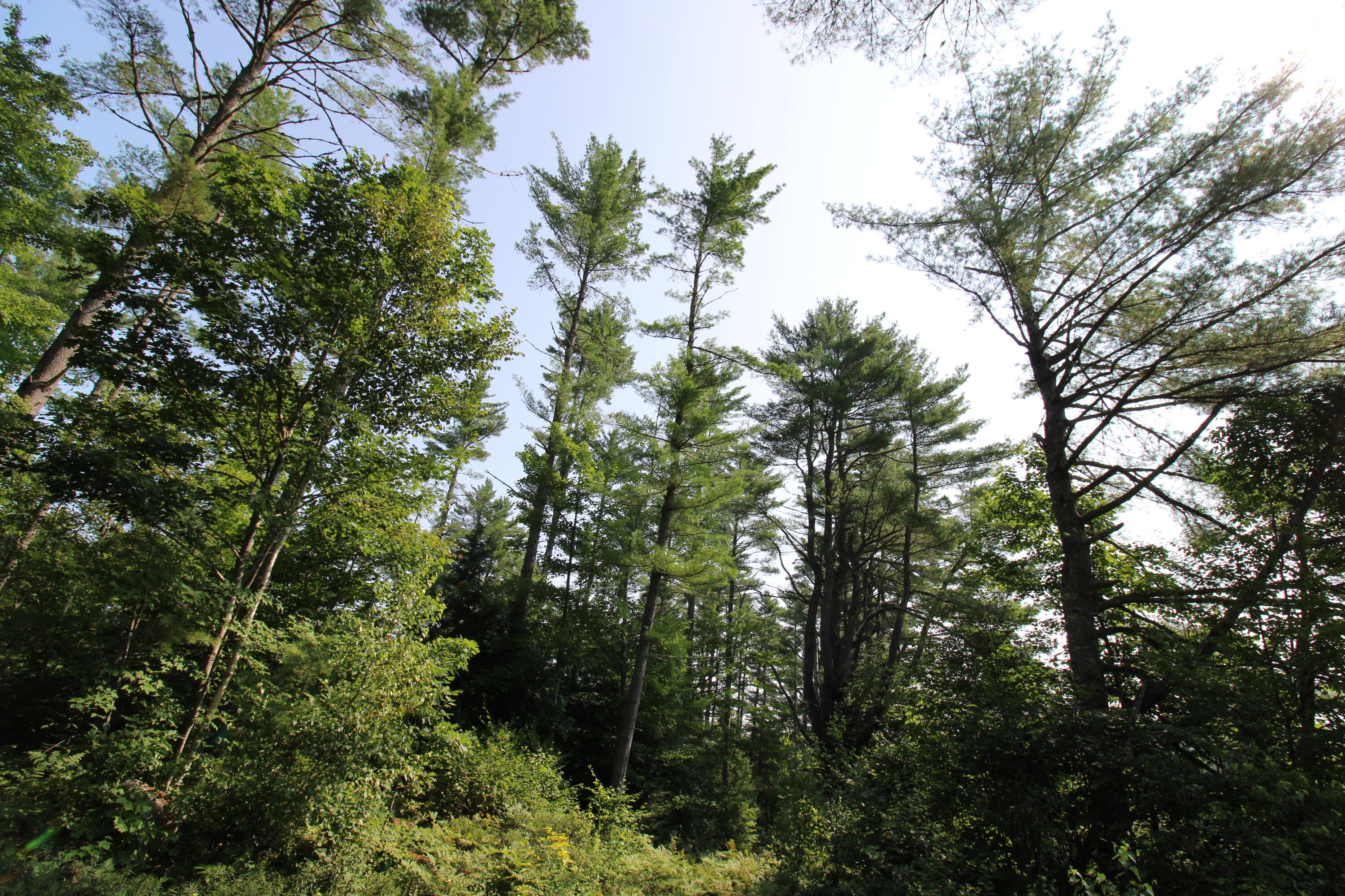 Lot 12 Bear Pond Road Waterford, ME 04088 - Photo 64 of 71 woodland