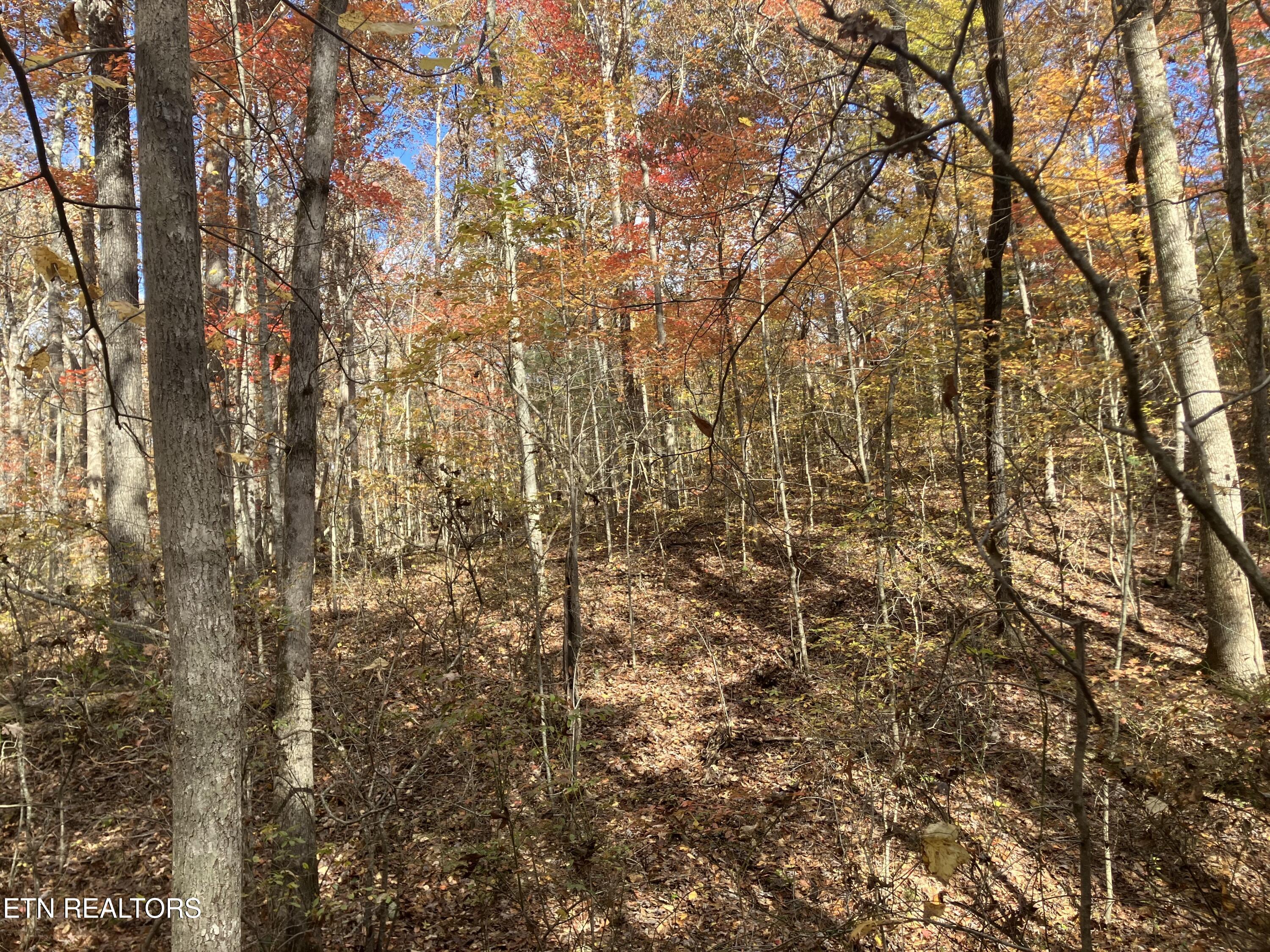 165 Devon Road Crossville, TN 38558 - Photo 8 of 10 IMG_7923