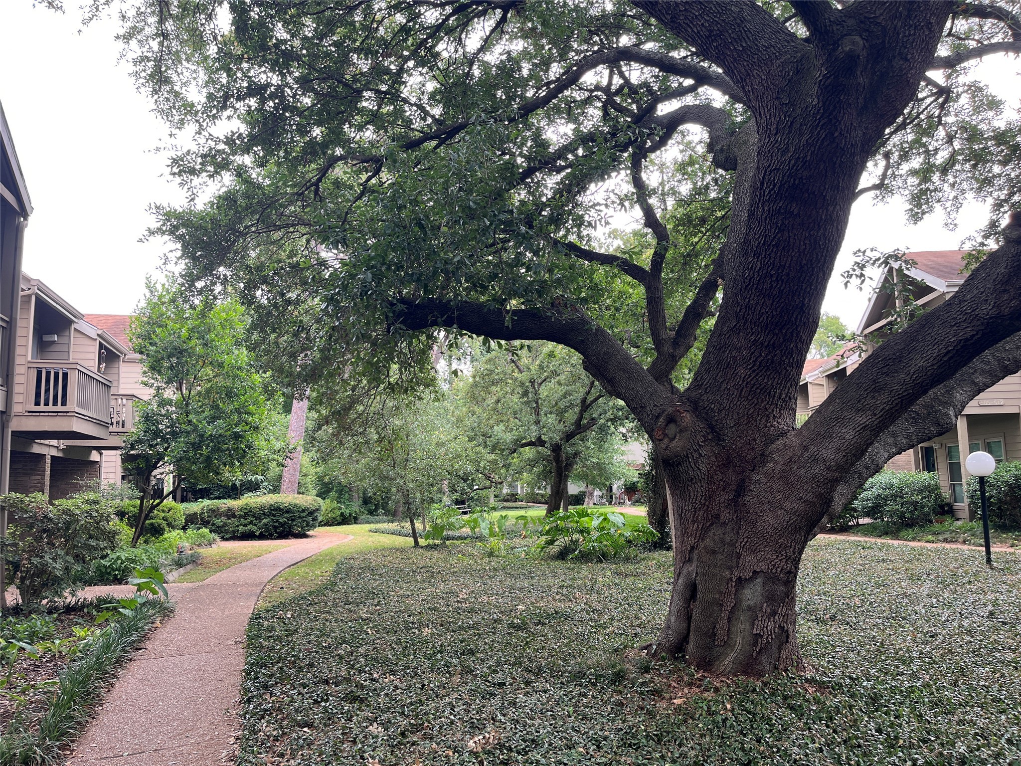 2100 Tanglewilde Street, Unit 536 Houston, TX 77063 - Photo 35 of 37 a view of a tree in the middle of a backyard