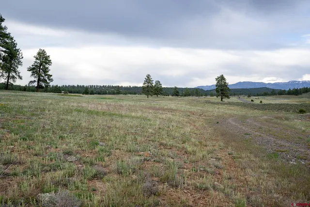 a view of a field with an ocean