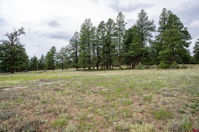 a view of outdoor space with trees all around