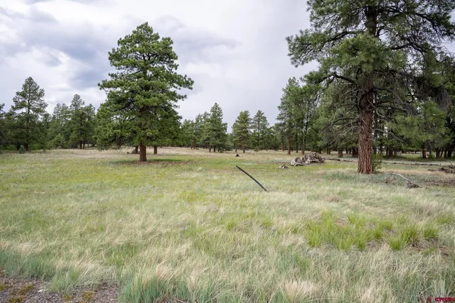 a view of a field with trees in the background
