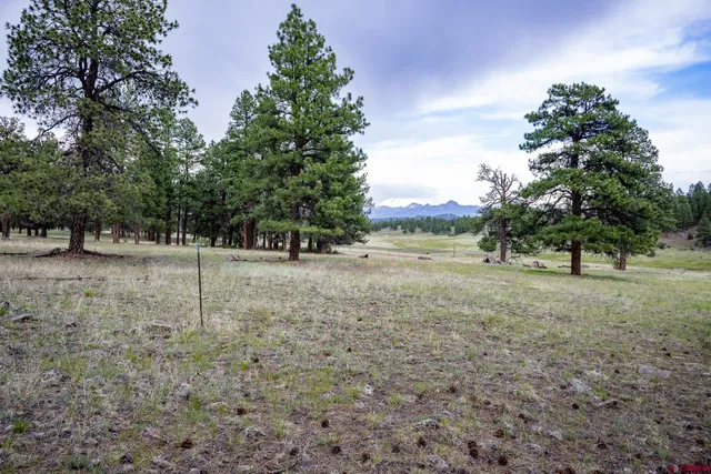 a view of a field with trees in the background