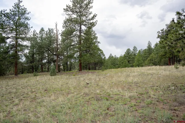 a view of a yard with trees