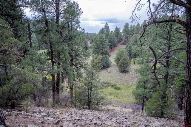 a view of a forest with trees