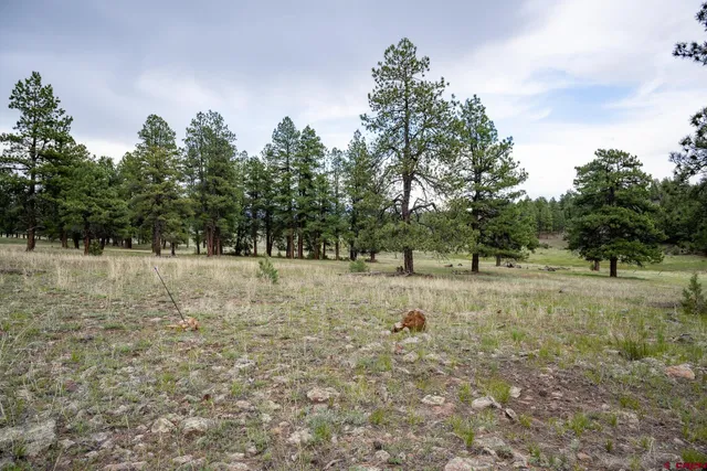 a view of outdoor space with trees