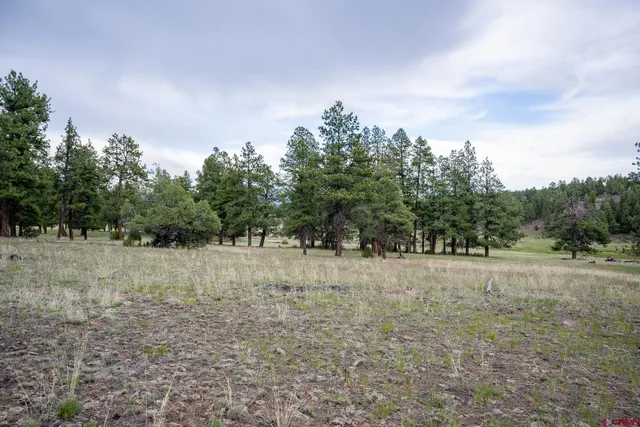 a view of dirt field with trees in background