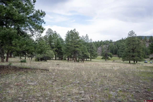 a view of dirt yard with trees