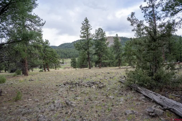 a view of a dry yard with trees in the background