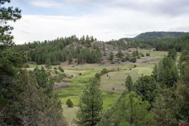 a view of a lush green forest with lots of trees