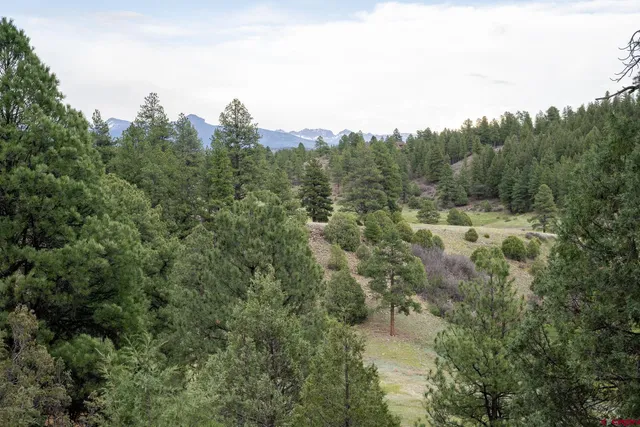 a view of a yard in a forest