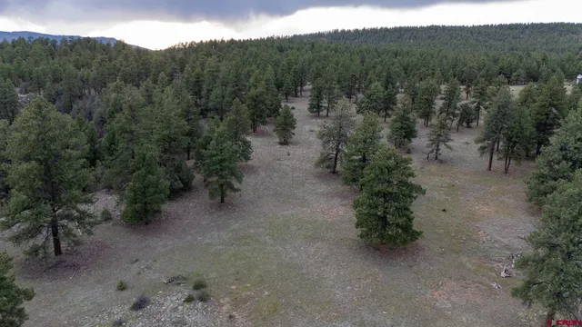 a view of a forest with trees in the background