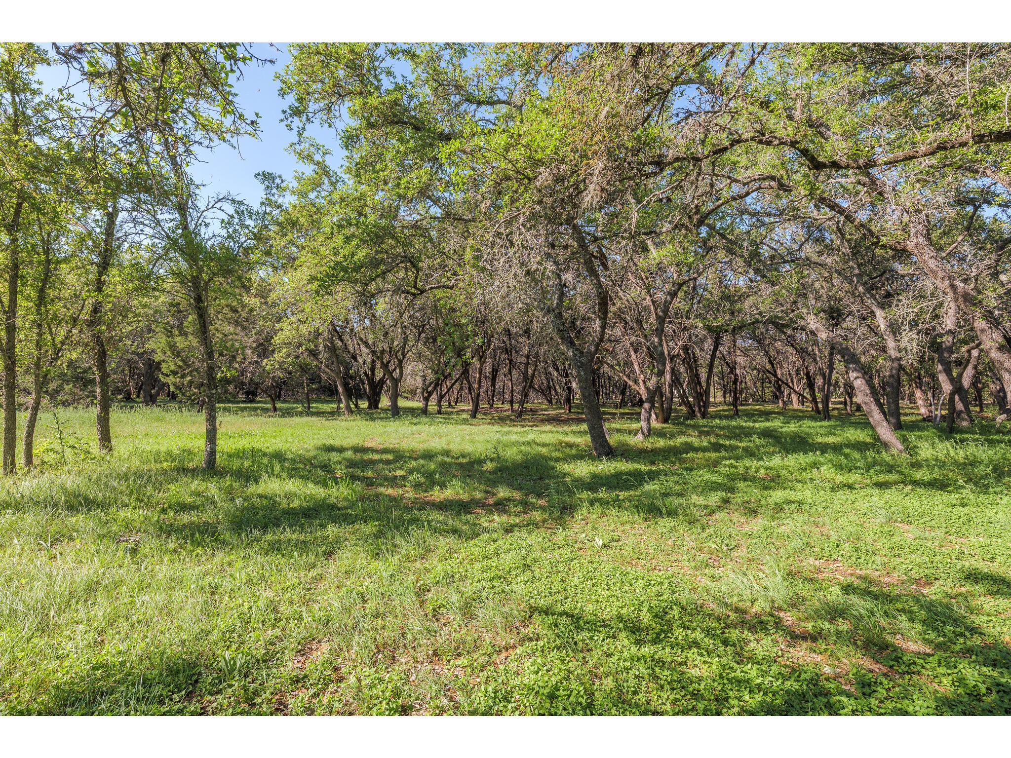 250 Caliche Road Wimberley, TX 78676 - Photo 21 of 40 a view of a park with large trees