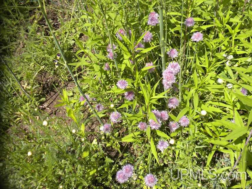 N10350 North River Street Ramsay, MI 49959 - Photo 23 of 27