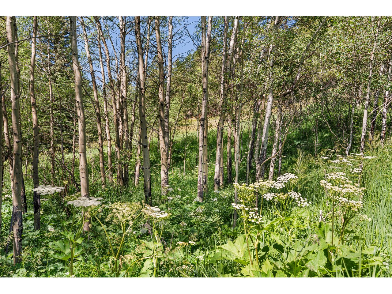 1213 Primos Road Boulder, CO 80302 - Photo 18 of 37