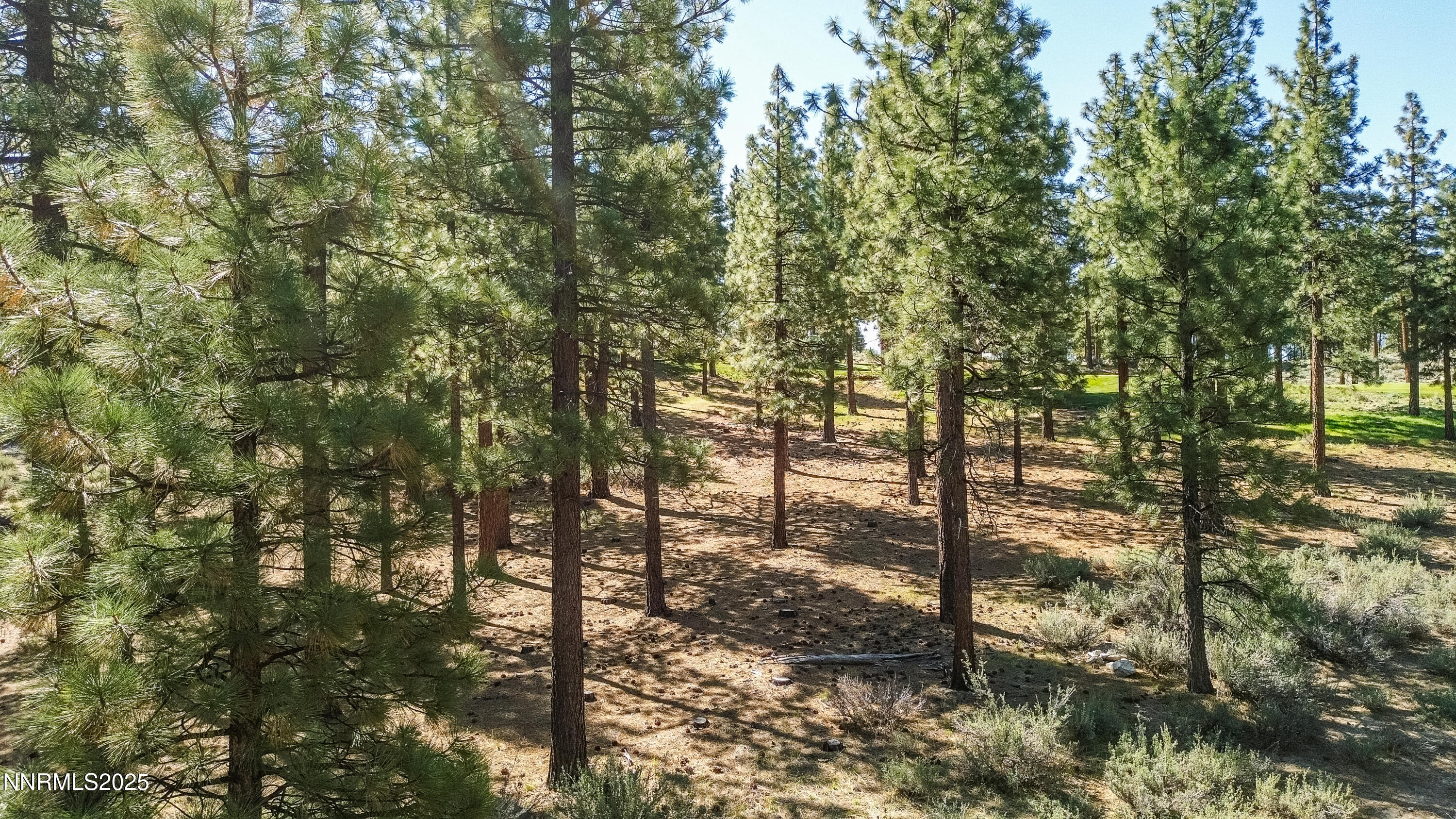 249 Redding Way, Unit 225 Carson City, NV 89705 - Photo 13 of 28 a view of forest