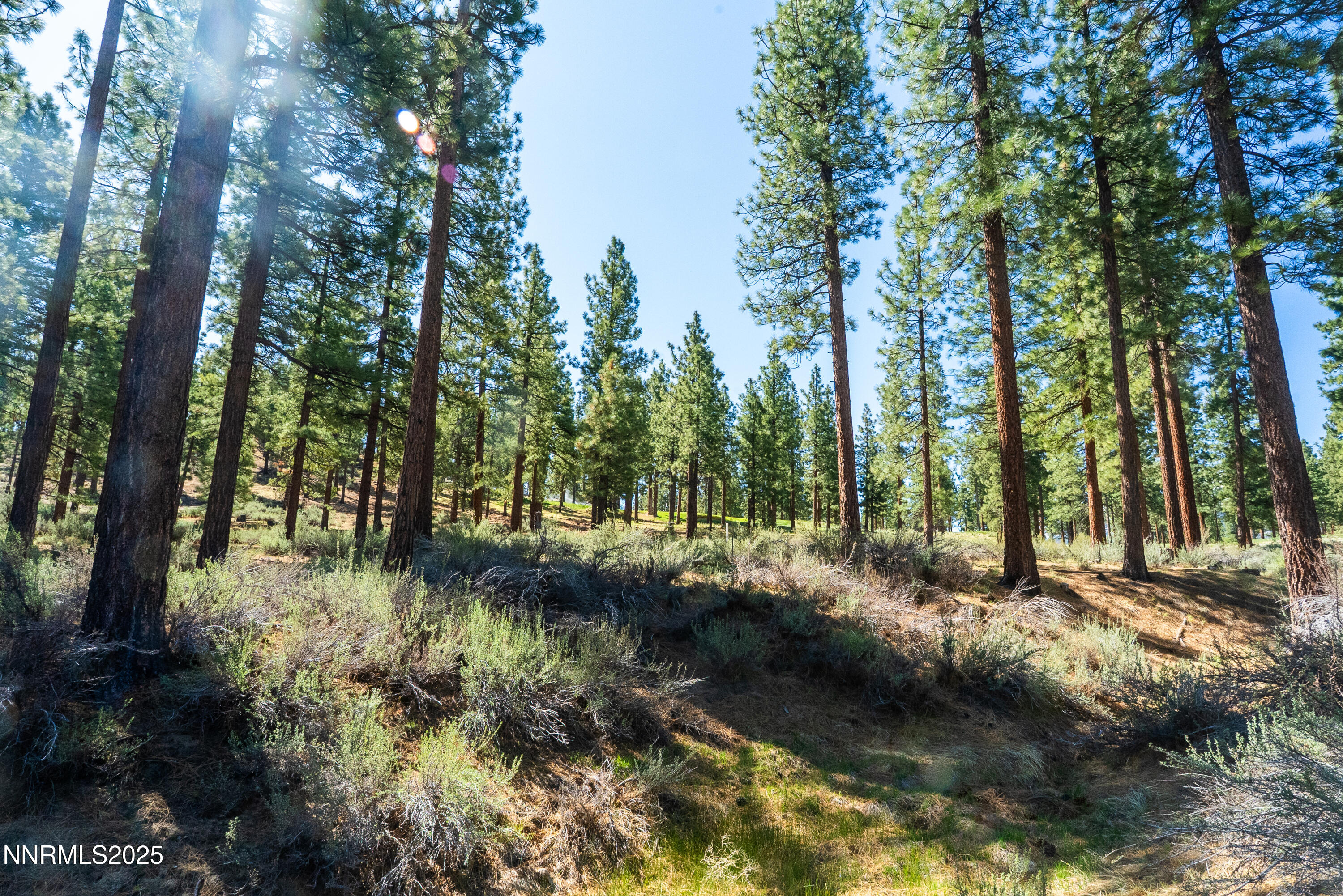 249 Redding Way, Unit 225 Carson City, NV 89705 - Photo 5 of 28 a view of a forest with trees