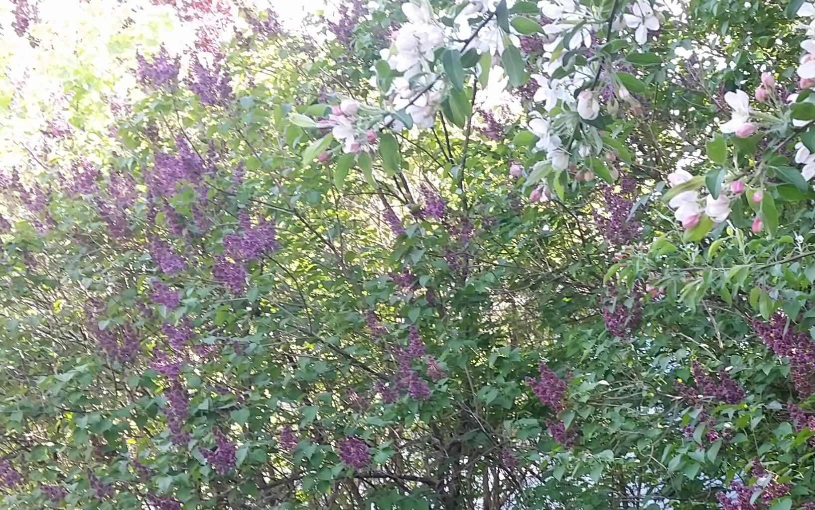 12 Ocean View Road Scarborough, ME 04074 - Photo 72 of 82 Plants_Lilacs