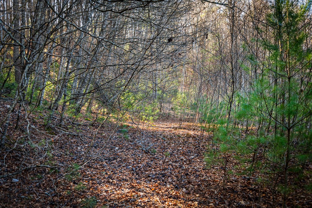 32.3 Maple Grove Road Morganton, GA 30560 - Photo 23 of 46 a view of forest
